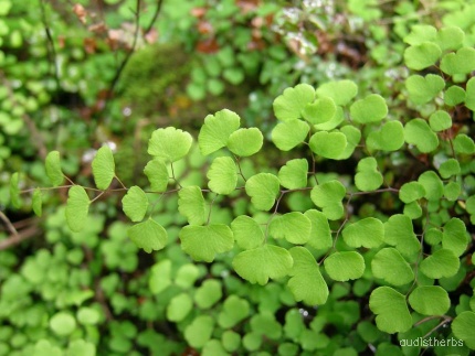 Adiantum aethiopicum fullplant5.jpeg